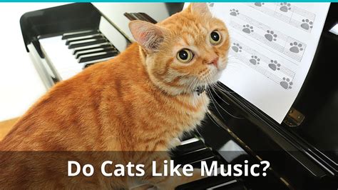 do cats like music in the same way humans do